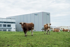 Kühe grasen vor dem Firmengelände